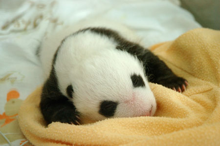 Bébé panda